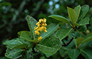%_tempFileName16_Muruci_Byrsonima_crassifolia_1%