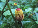 %_tempFileName19_Jambu_Spilanthes%