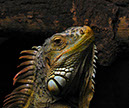 %_tempFileName28_Portrait_of_an_Iguana%