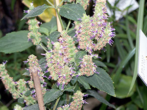 %_tempFileName73_Patchuli_Pogostemon_cablin_001%