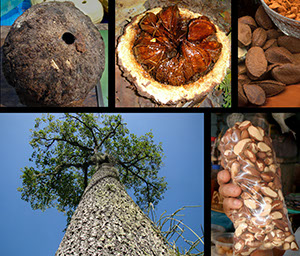 %_tempFileName79_Brazilnut_Bertholletia_excelsa_compose%