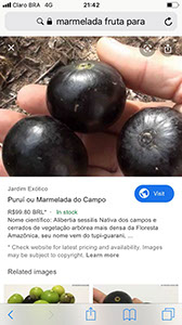 %_tempFileName66_1_Marmelada_Alibertia_sessilis%