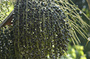 %_tempFileName11_Acai%