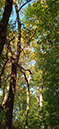 %_tempFileName16_Meditation_wildernis%