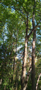 %_tempFileName17_Meditation_wildernis%